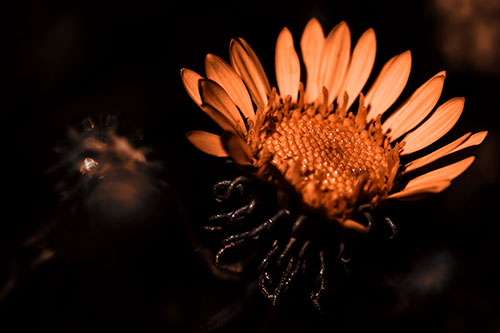 Illuminated Gumplant Flower Surrounded By Darkness (Orange Tone Photo)