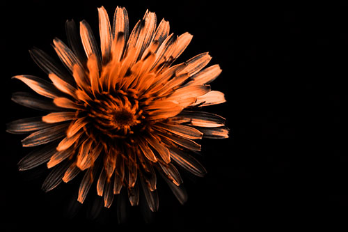 Illuminated Taraxacum Flower In Darkness (Orange Tone Photo)