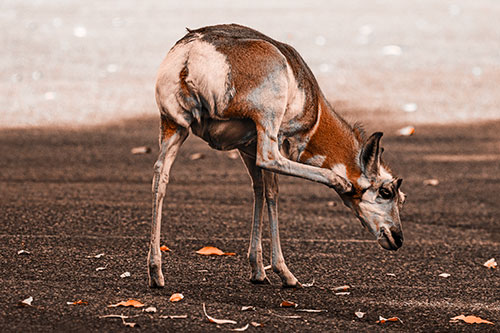 Itchy Pronghorn Scratches Neck Among Autumn Leaves (Orange Tone Photo)