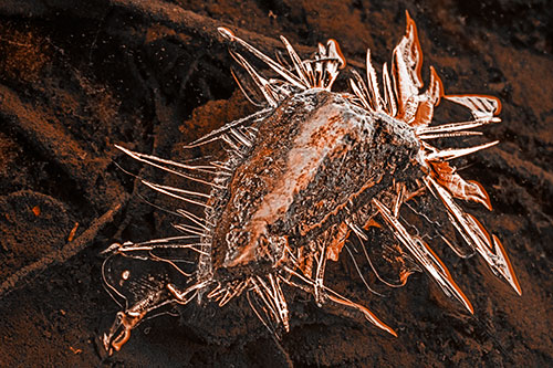 Jagged Spiked Ice Surrounds Water Submerged Rock (Orange Tone Photo)