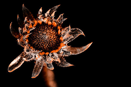 Jagged Tattered Rayless Sunflower (Orange Tone Photo)