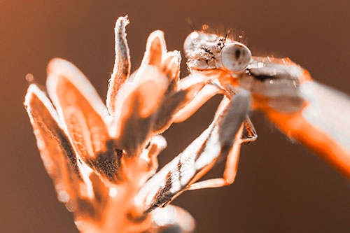 Joyful Damselfly Enjoys Sunshine Atop Plant (Orange Tone)