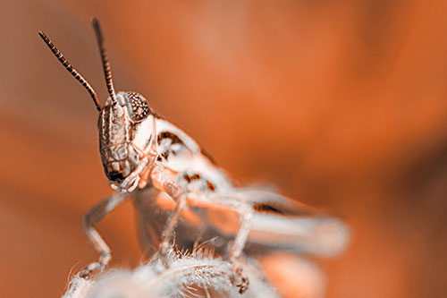 Joyful Grasshopper Standing Among Fuzzy Plant Top (Orange Tone)