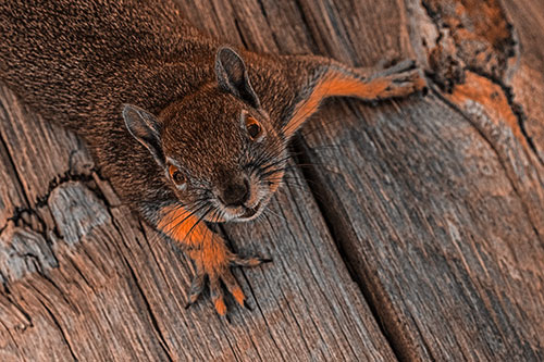 Joyful Squirrel Looking Upwards Among Wooden Pole (Orange Tone)