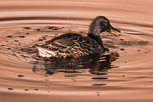 Joyful Water Splashing Mallard Duck Enjoying Calm Lake (Orange Tone)