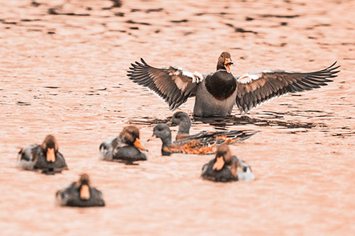 Jump Scaring Wing Flapping Mallard Duck Quacking Atop Lake (Orange Tone)