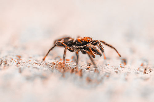 Jumping Spider Crawling Along Flat Terrain (Orange Tone Photo)
