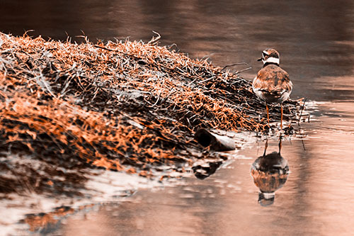 Killdeer Bird Standing Along River Shoreline (Orange Tone Photo)