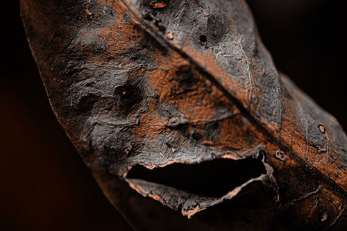 Lacerated Mouth Leaf Face Smirking Among Decay (Orange Tone)