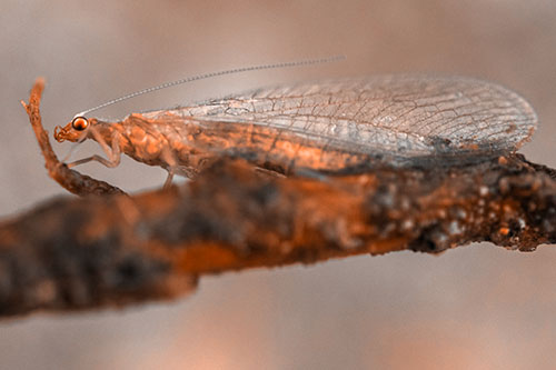Lacewing Grabs Ahold Twig Branch (Orange Tone)