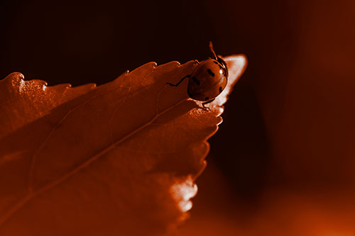 Ladybug Crawling To Top Of Leaf (Orange Tone Photo)