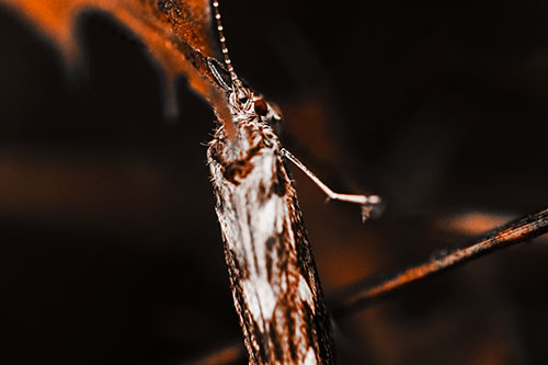 Leaf Blotch Miner Moth Grasping Petal (Orange Tone Photo)