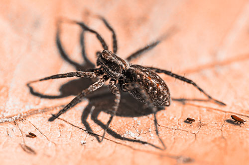 Leaf Perched Wolf Spider Stands Among Water Springtail Poduras (Orange Tone Photo)