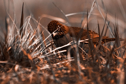 Leaning American Robin Spots Intruder Among Grass (Orange Tone Photo)
