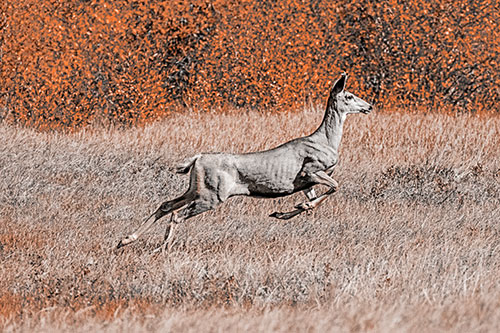 Leaping Mule Deer Running Across Grassland (Orange Tone)