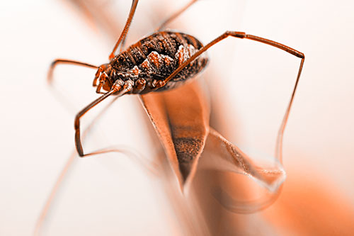 Leg Dangling Harvestmen Spider Sits Atop Leaf Petal (Orange Tone)