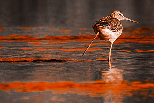 Leg Kicking Greater Yellowlegs Splashing Droplets (Orange Tone Photo)