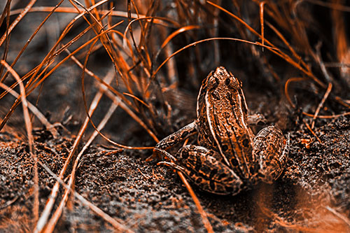 Leopard Frog Sitting Among Twisting Grass (Orange Tone Photo)