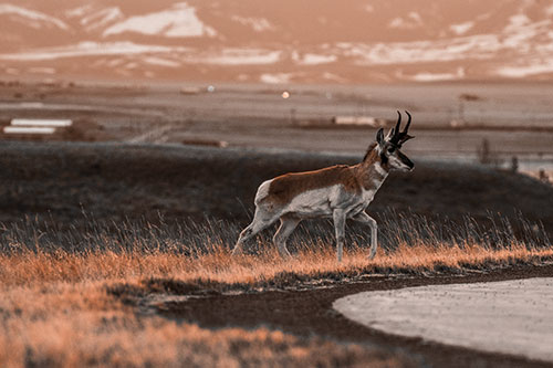 Lone Pronghorn Wanders Up Grassy Hillside (Orange Tone Photo)