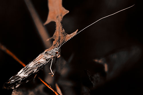 Long Antenna Leaf Blotch Miner Moth Sitting Atop Plant (Orange Tone Photo)