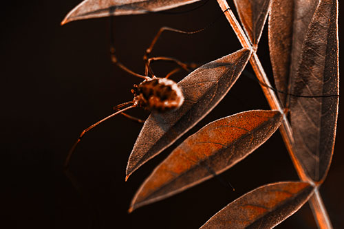 Long Legged Harvestmen Spider Clinging Onto Leaf Petal (Orange Tone Photo)