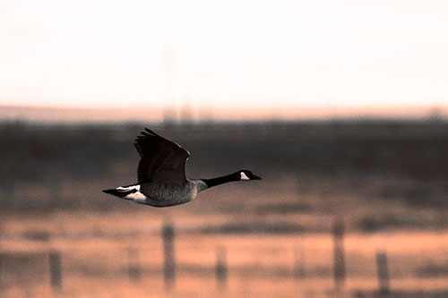 Low Flying Canadian Goose (Orange Tone Photo)