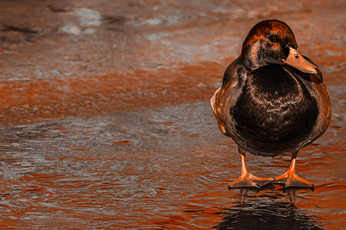 Mallard Duck Enjoying Sunshine Among Icy River Water (Orange Tone Photo)