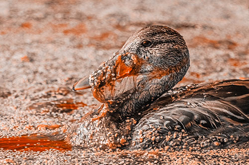 Mallard Duck Entangled In Algae (Orange Tone)