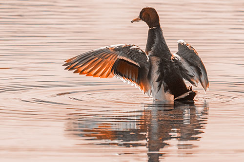 Mallard Duck Flaps Illuminated Wings Among Lake (Orange Tone)