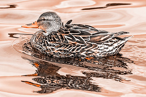 Mallard Duck Floats Among Swirling Water (Orange Tone)
