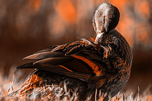 Mallard Duck Grooming Feathered Back (Orange Tone Photo)