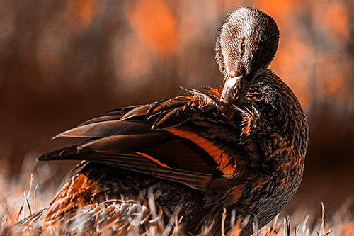 Mallard Duck Grooming Feathered Back (Orange Tone)