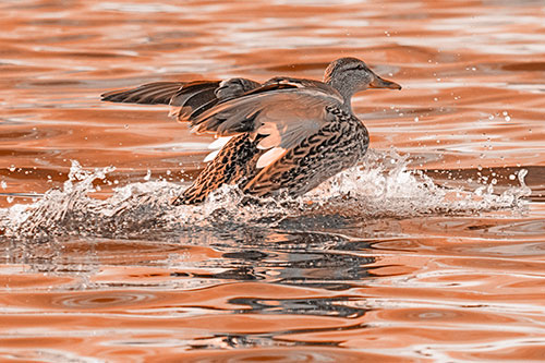 Mallard Duck Makes Splash Landing Atop Lake (Orange Tone)