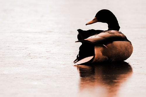 Mallard Duck Resting Atop Ice Frozen Lake (Orange Tone Photo)