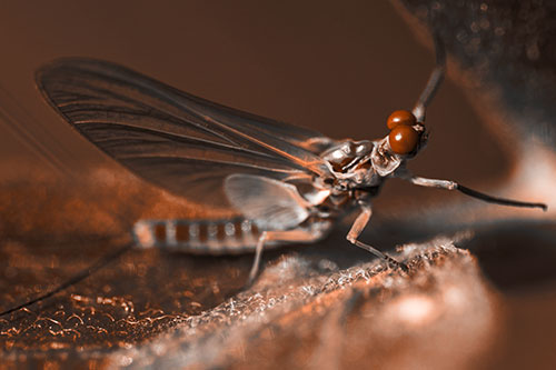 Mayfly Reaches Towards Plant Stem (Orange Tone)