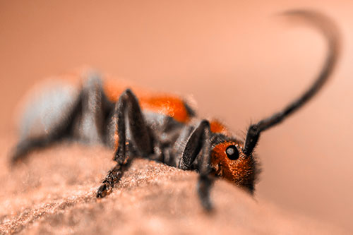 Milkweed Beetle Hiding Behind Leaf Petal (Orange Tone)
