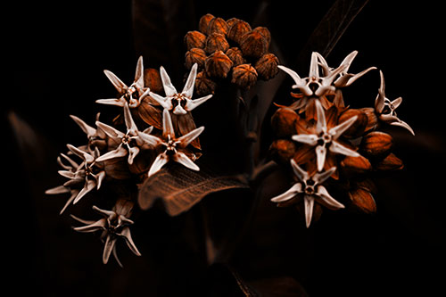 Milkweed Flower Buds Blossoming (Orange Tone Photo)