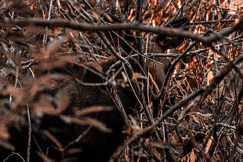 Moose Hidden Behind Tree Branches (Orange Tone Photo)