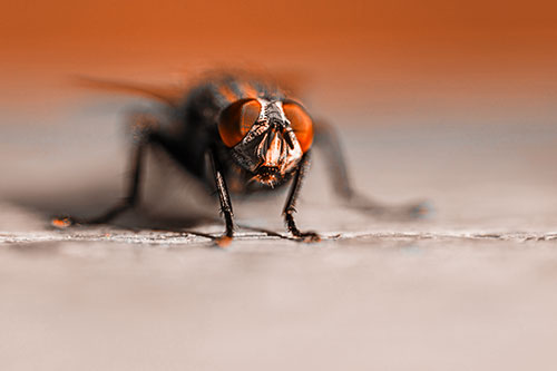 Morbid Open Mouthed Cluster Fly (Orange Tone Photo)
