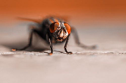 Morbid Open Mouthed Cluster Fly (Orange Tone)