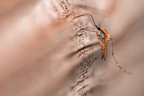 Mosquito Stretches Leg Among Wood (Orange Tone)