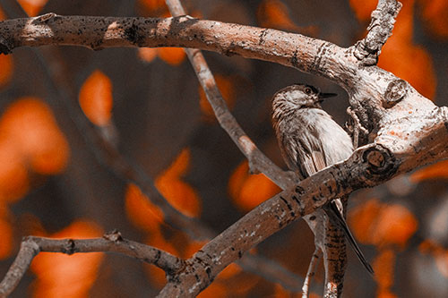 Mountain Chicadee Clamps Onto Bending Tree Branch (Orange Tone)