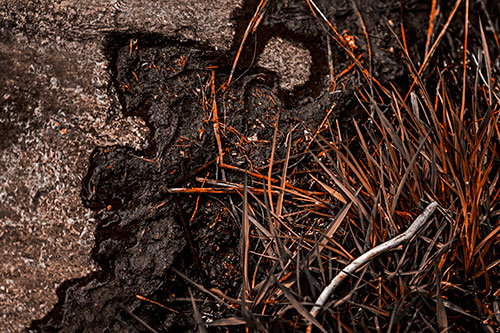 Mud Face Creeping Along Rock Edge (Orange Tone Photo)