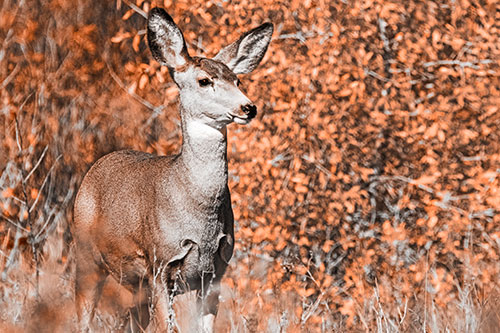 Mule Deer Gazes Across Landscape Horizon (Orange Tone)