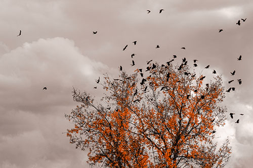 Murder Of Crows Swarm Autumn Tree (Orange Tone)