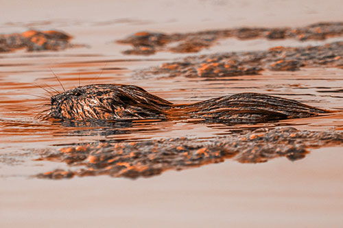 Muskrat Swimming Among Floating Algae (Orange Tone)