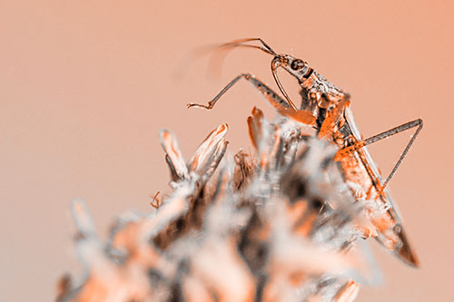 Nabis Lineatus Crawling Atop Plantago (Orange Tone)