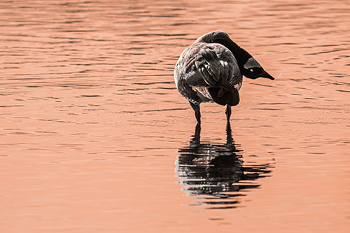 Neck Contorting Canadian Goose Grooming Among Shallow Water (Orange Tone)