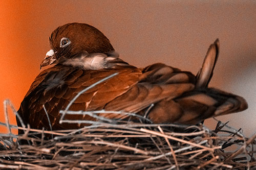 Nesting Pigeon Keeping Watch (Orange Tone Photo)