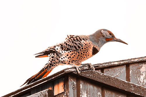 Northern Flicker Woodpecker Crouching Atop Birdhouse (Orange Tone)